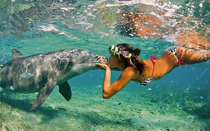Dolphin House Snorkeling Trip